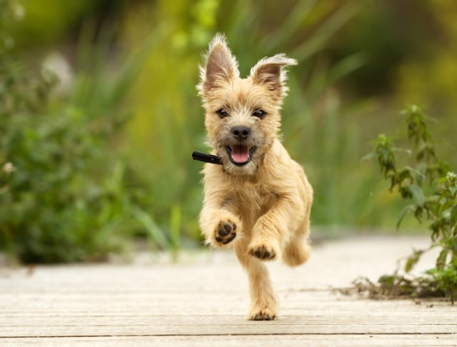 Cairn puppy running to camera.