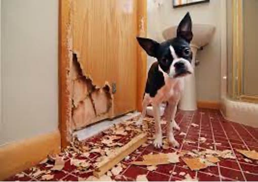 A Boston Terrier dog next to a door he has destroyed.