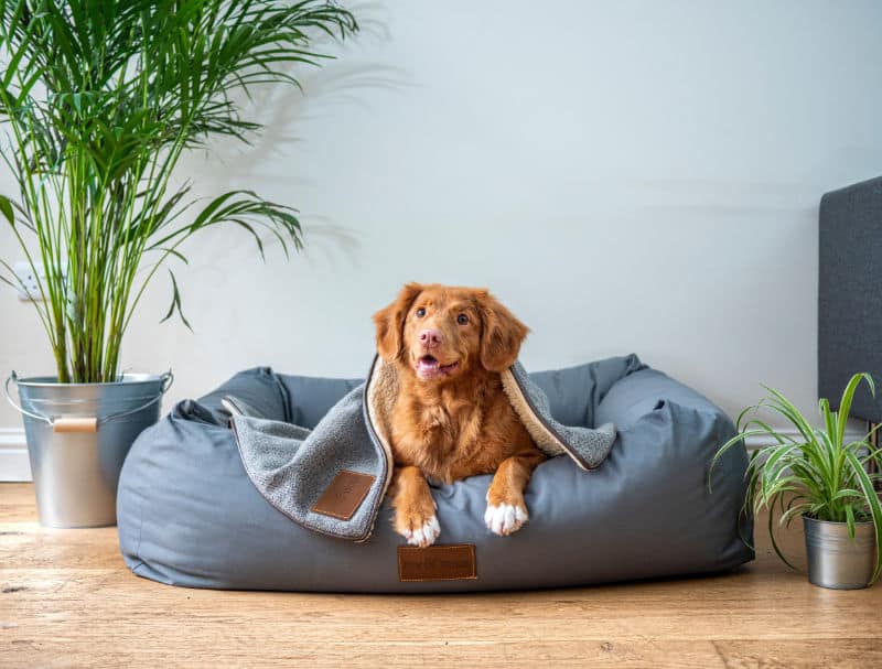 Happy looking golden retriever on a dog bed.
