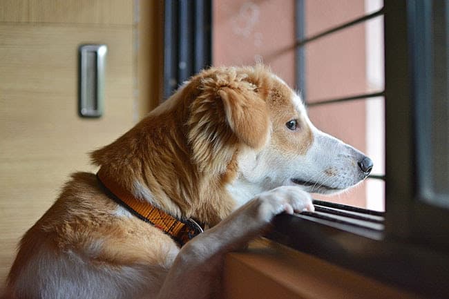 Medium size brown and white dog with separation anxiety looking out a window.