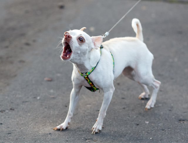 Small white chihuahua barking on leash.
