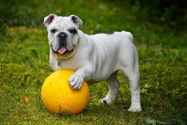 English bulldog with a big yellow ball.