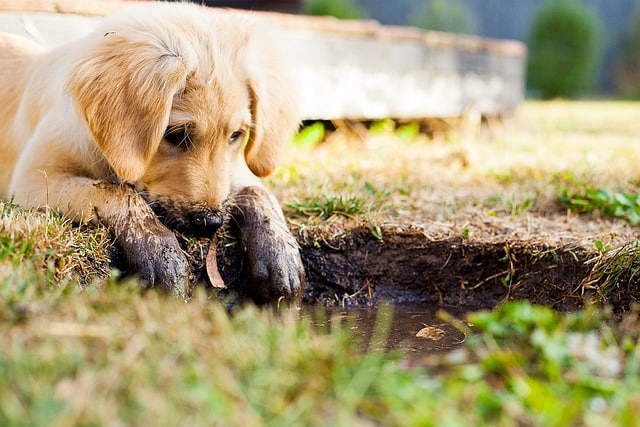 A Golden Retriever puppy with muddy paws playing in the mud.
