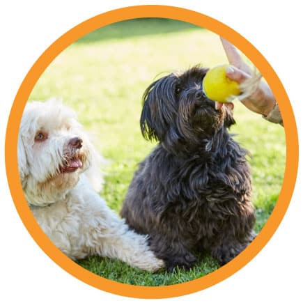 Best buddy 2024 dog training